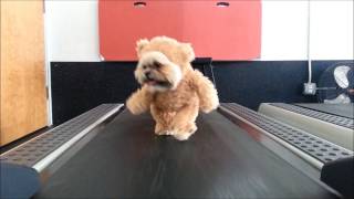 Munchkin the Teddy Bear dog gets her exercise